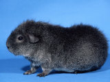 Rex Guinea Pig Photo by Petra Wegner