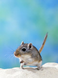 Studio Portrait of Gerbil Prints by Steimer 