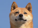 Shiba Inu Portrait Pósters por Adriano Bacchella