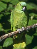 Mealy Amazon Parrot Poster par Lynn M. Stone