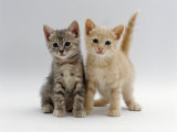 Domestic Cat, Tabby and Cream Kittens Posters by Jane Burton