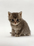 Domestic Cat, 4-Weeks, Silver Tortoiseshell Kitten Láminas por Jane Burton Domestic Cat, 4-Weeks, Silver Tortoiseshell Kitten Láminas por Jane Burton