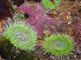 Giant Green Anemones, and Ochre Sea Stars, Olympic National Park, Washington, USA Kunstdruck von Georgette Douwma