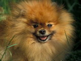 Pomeranian Portrait Print by Adriano Bacchella