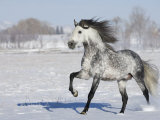 Grey Andalusian Stallion Trotting in Snow, Longmont, Colorado, USA Posters by Carol Walker