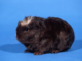 Merino Guinea Pig Posters by Petra Wegner