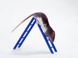 Domestic Rats at Play Posters by Steimer 