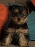 Yorkshire Terrier Puppy Portrait Affiches par Adriano Bacchella