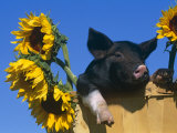 Domestic Piglet in Bucket with Sunflowers, USA Posters af Lynn M. Stone Domestic Piglet in Bucket with Sunflowers, USA Posters af Lynn M. Stone