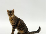 Domestic Cat Sitting Portrait Posters par Jane Burton