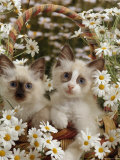 Domestic Cat, Birman Kittens in Wicker-Basket Among Dasies Pósters por Jane Burton Domestic Cat, Birman Kittens in Wicker-Basket Among Dasies Pósters por Jane Burton