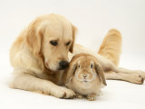 Golden Retriever Smelling Sandy Lop Rabbit Affiches par Jane Burton
