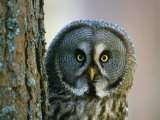 Portrait of Great Grey Owl (Strix Nebulosa) Behind Scots Pine Tree, Scotland, UK Posters par Pete Cairns
