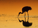 Sandhill Crane, Feeding at Sunset, Florida, USA Posters by Lynn M. Stone