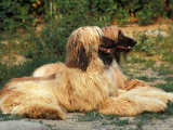 Domestic Dogs, Two Afghan Hounds Lying Side by Side Poster by Adriano Bacchella