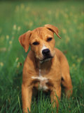 Pit Bull Terrier Puppy Poster von Adriano Bacchella