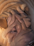Shar Pei Portrait Showing Wrinkles on Top of the Head Póster por Adriano Bacchella Shar Pei Portrait Showing Wrinkles on Top of the Head Póster por Adriano Bacchella
