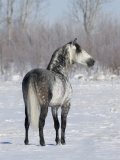 Rear View of Grey Andalusian Stallion Standing in Snow, Longmont, Colorado, USA Poster by Carol Walker