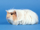 Red Moulted Coronet Guinea Pig Poster by Petra Wegner