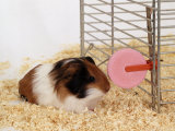 Guinea Pig Feeding at Mineral Stone Poster par Steimer 