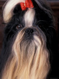 Shih Tzu Portrait with Hair Tied Up Prints by Adriano Bacchella