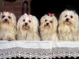 Domestic Dogs, Four Maltese Dogs Sitting in a Row, All with Bows in Their Hair Photo by Adriano Bacchella