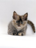 Domestic Cat, 8-Week Tortoiseshell Ragdoll-Turkish-Van-Cross Kitten Posters par Jane Burton
