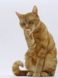 Domestic Cat, Ginger Tabby Female Sitting Licking Front Paw Print by Jane Burton