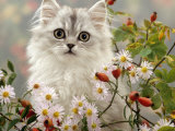 Domestic Cat, Turkish Van Kitten Among Michaelmas Dasies and Rose Hip Posters par Jane Burton
