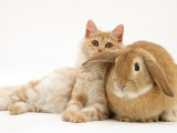 Red Silver Turkish Angora Cat and Sandy Lop Rabbit Snuggling Together Posters par Jane Burton