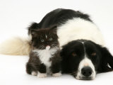 Black-And-White Border Collie Lying Chin on Floor with Black-And-White Kitten Affiches par Jane Burton