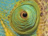Male Parson's Chameleon, Close up of Eye, Ranomafana National Park, South Eastern Madagascar Poster von Nick Garbutt