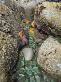 Giant Green Anemones, and Ochre Sea Stars, Exposed on Rocks, Olympic National Park, Washington, USA Stampa fotografica di Georgette Douwma