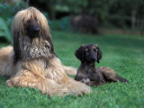 Domestic Dogs, Afghan Hound Lying on Grass with Puppy Print by Adriano Bacchella