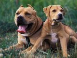 Domestic Dogs, Pit Bull Terrier with Puppy Poster av Adriano Bacchella Domestic Dogs, Pit Bull Terrier with Puppy Poster av Adriano Bacchella