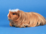 Satin Gold American Crested Coronet Guinea Pig Posters by Petra Wegner