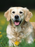 Golden Retriever Dog Photo by Petra Wegner