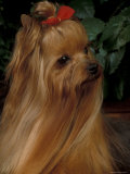 Yorkshire Terrier with Hair Tied up and Long Hair Posters by Adriano Bacchella
