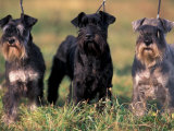 Domestic Dogs, Three Miniature Schnauzers on Leads Plakater av Adriano Bacchella Domestic Dogs, Three Miniature Schnauzers on Leads Plakater av Adriano Bacchella