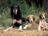 Saluki with Two Puppies Prints by Adriano Bacchella