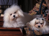 two maltese