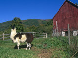 Domestic Llama, on Farm, Vermont, USA Posters by Lynn M. Stone