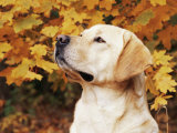 Labrador Retriever, Illinois, USA Affiches par Lynn M. Stone