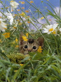 Domestic Cat, Kitten Stalking an Insect in the Long Grass Posters par Jane Burton