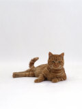 Domestic Cat, Red Tabby Male Lying Down Prints by Jane Burton
