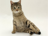 Domestic Cat, Oestrus Female Tabby Rolling, on Heat Posters by Jane Burton