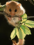 Common Dormouse, Belgium Affiches par De Meester