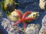 Blood Star, with Limpets and Barnacles Exposed at Low Tide, Tongue Point, Washington, USA Prints by Georgette Douwma
