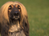Afghan Hound Face Portrait Posters by Adriano Bacchella