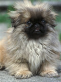 Pekingese Puppy Portrait Prints by Adriano Bacchella